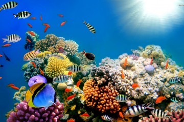 Saving Marine Biodiversity
